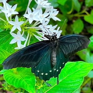 Meet your Posher, MsMixMatch